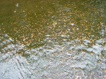 DSC00368